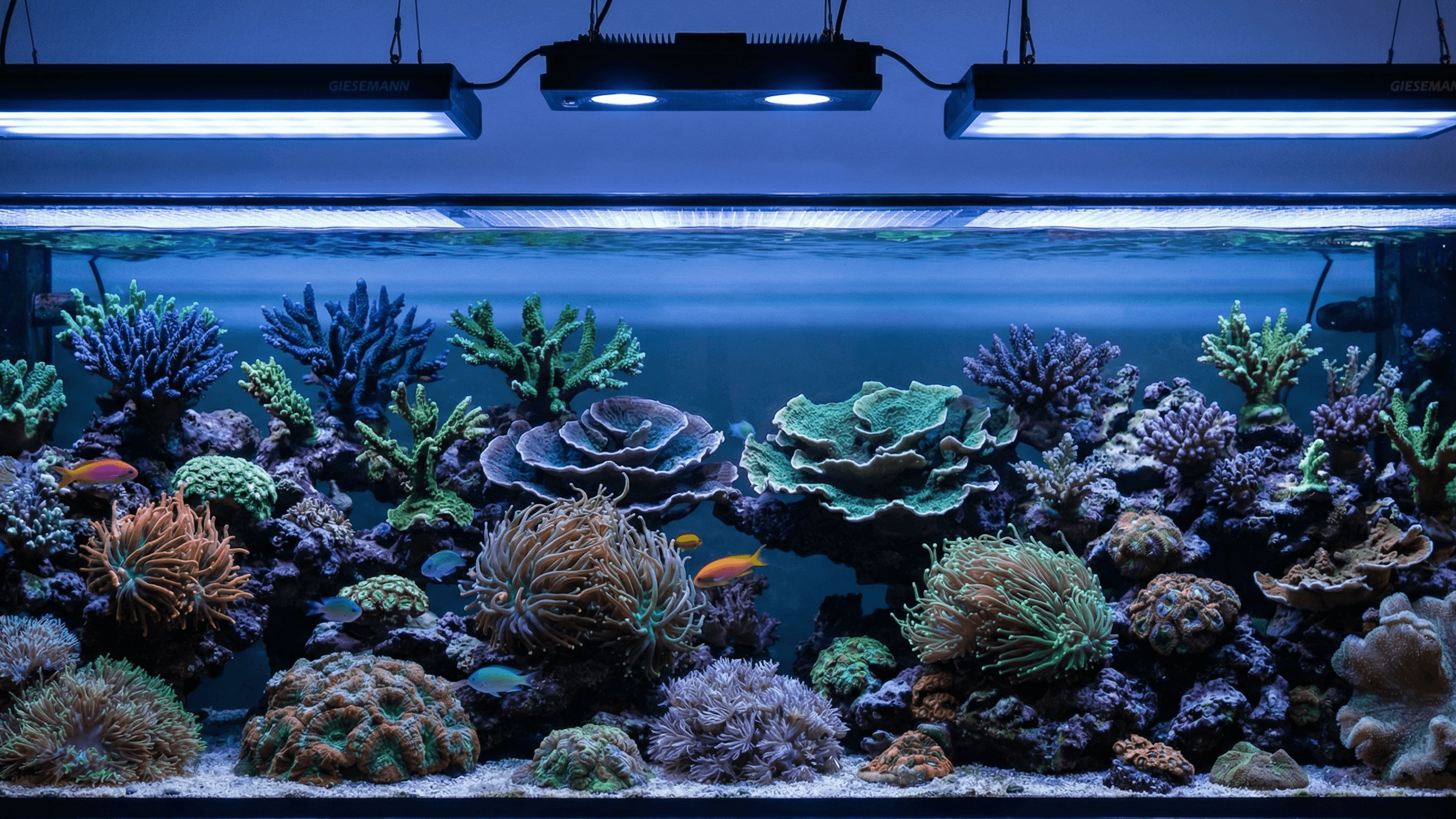 Vibrant coral reef underwater scene